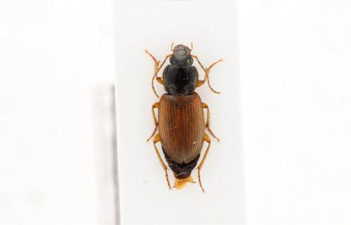 Parophonus mendax